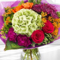 Harvest Moon Potted Plant