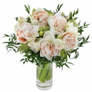 Bou14 43Ssweet Amaryllis