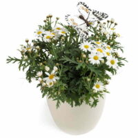 Cool Chamomile Potted Plant