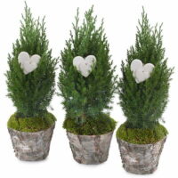 Winter Landscape Potted Plant