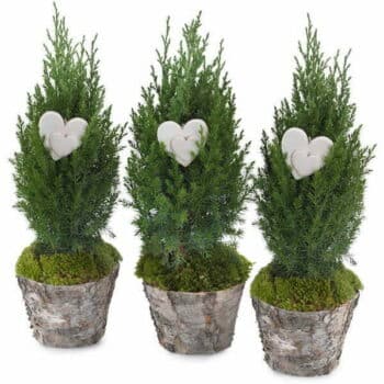 Winter Landscape Potted Plant Set Of Three Small Cypress Trees Displayed In Natural Bark Pots, Creating A Rustic And Elegant Winter-Inspired Arrangement.