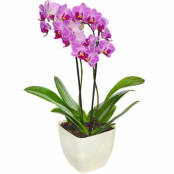 Potted Orchid Plant