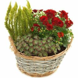 Mixed Plant Basket Arrangement