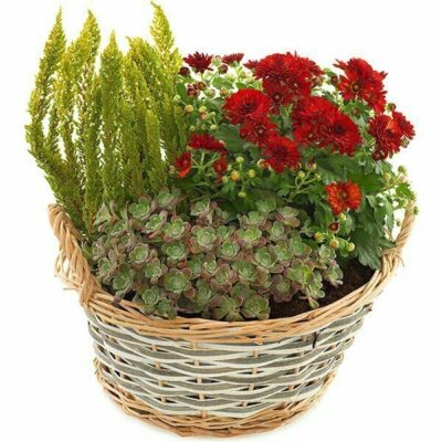 Mixed Plant Basket Arrangement