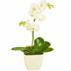 White Potted Orchid Flower