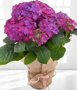 Purple Hydrangea Potted Plant Featuring Lush, Vibrant Blooms In A Stylish Pot, Ideal For Summer Barbecues And As A Long-Lasting, Thoughtful Gift.