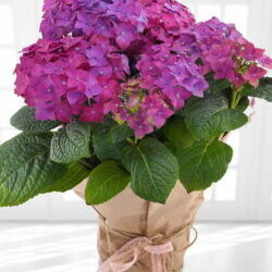 Purple Hydrangea Potted Plant Featuring Lush, Vibrant Blooms In A Stylish Pot, Ideal For Summer Barbecues And As A Long-Lasting, Thoughtful Gift.