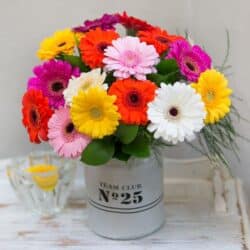 Celebration Flower Bouquet featuring multi-coloured germini and tree fern in a striking rainbow arrangement, hand-tied for a radiant and joyful display.